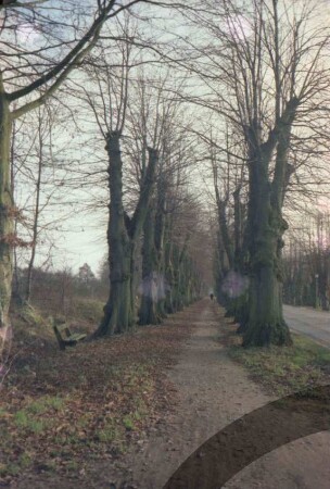 Allee: mehrreihige Lindenallee: Fahrradweg