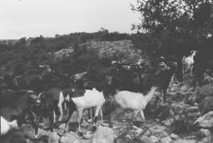 Ziegen am Altipiano : Ziegenherde in einer felsigen Landschaft mit Büschen