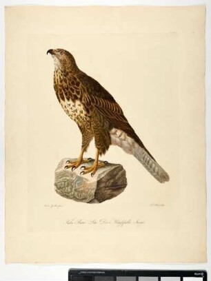 Falco Buteo. Linn. Der Mäusefalke. Junges. - Mäusebussard. Buteo buteo; juv. - Zeichner: Ambrosius Gabler; Stecher: Johann Carl Bock