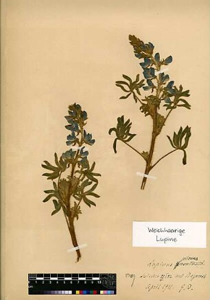 Leguminosae Lupinus pilosus Linné, Carl von (1707 - 1778) [Nazareth, Nazaret]