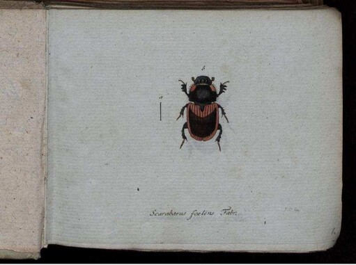 Scarabaeus foetens Fabr. [bis] Anisotoma testacea Kugelann.