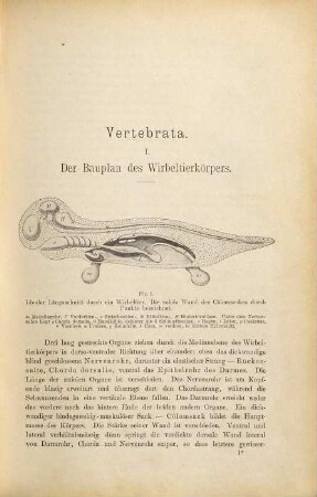 Lehrbuch der Zoologie nach morphogenetischen Gesichtspunkten, 2,I