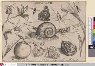 Festina Lente [Insekten, Pflanzen und Früchte mit Schnecke im Zentrum; Dieren, planten en vruchten rond een slak]