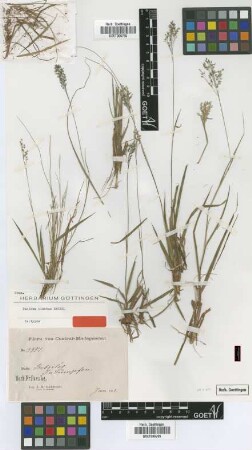 Panicum cinctum Hack. [isotype]