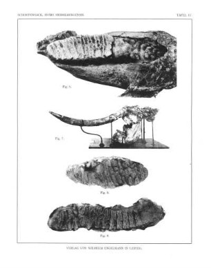 Elephas antiquus Falc. adult.