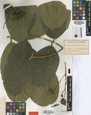 Ormosia krugii Urb. [type]
