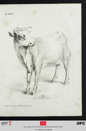 Pl. XXXVI [Kalb (Schraffur; nach Téniers)]