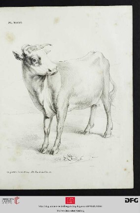 Pl. XXXVI [Kalb (Schraffur; nach Téniers)]