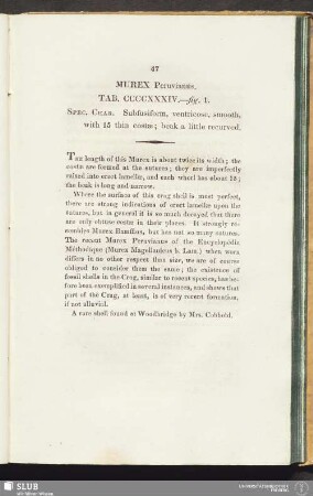 Murex Peruvianus. Tab. CCCCXXXIV. - fig. 1