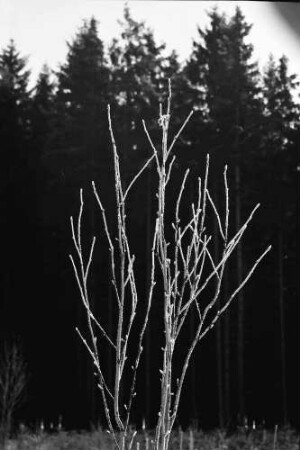 Titisee: Bereifte Äste
