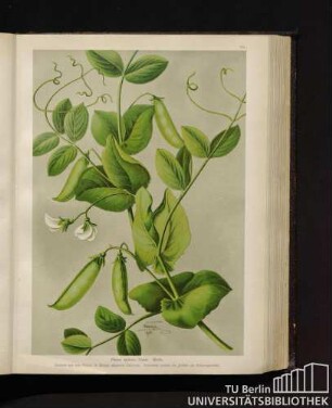 Pisum sativum Linné. Erbse.