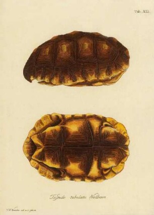 Tab XIII. Testudo tabulata Wallbaum