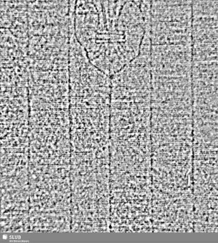 Lilienschild (Fragment) = S.1/2