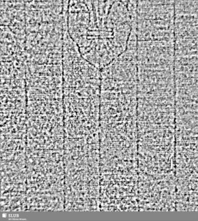 Lilienschild (Fragment) = S.1/2
