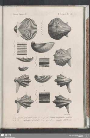 Pl. 445