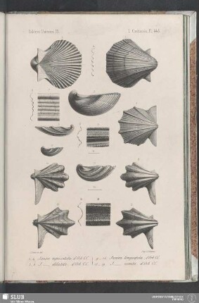 Pl. 445