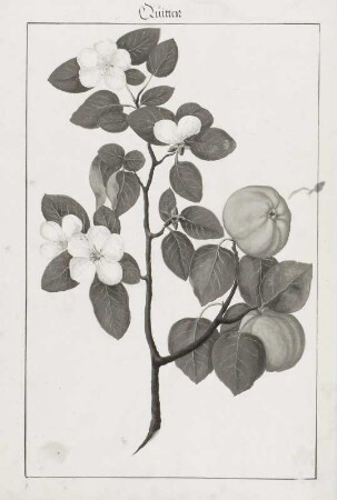 Quitten, Seite 57