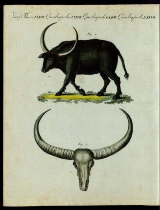 Der Riesen-Büffel. (Bos Arni.)