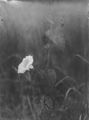 Echte Zaunwinde : Echte Zaunwinde (Calystegia sepium (Linnaeus) R. Brown)