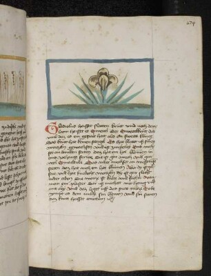 Kräuterpflanze: Gladiolus (Iris germanica u. Iris pseudacorus/ Iridaceae); / Schlattenkraut / Wasser- Schwertlilie; (aus Konrads von Megenberg "Buch der Natur")