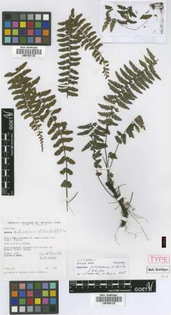 Asplenium bolivianum M.Kessler & A.R.Sm. [isotype]