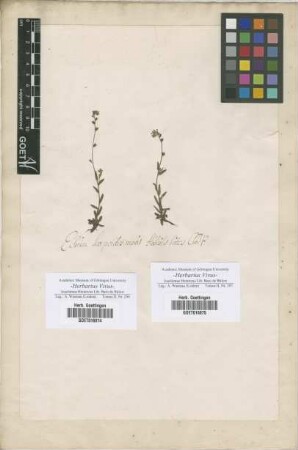 Echium
