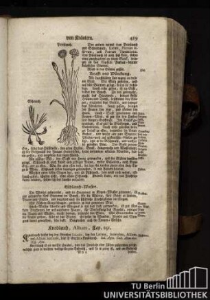 Cap. 251. Knoblauch, Allium.