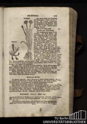 Cap. 251. Knoblauch, Allium.