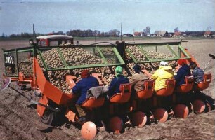 Legemaschinen für vorgekeimte Kartoffeln, Typ Groß Lüsewitz
