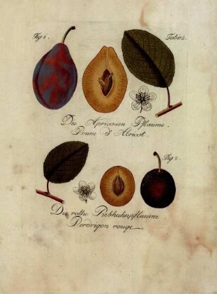 Tab. 172. Fig. 1. Die Apricosen Pflaume [...] Fig. 2. Die rothe Rebhuhnpflaume [...]