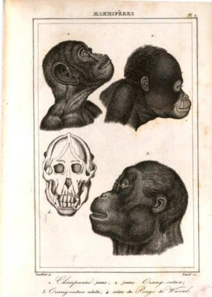 Histoire naturelle générale et particulière des mammifères et des oiseaux découverts depuis 1788 jusqu'à nos jours, [10,a]