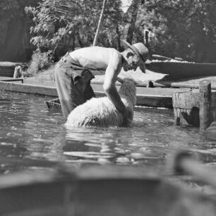 Spreewaldbauer reinigt sein Schaf im Fluss vor seinem Gehöft. : Błótowčan rjedźi swoju wowcu w rěce před swojim statokom.