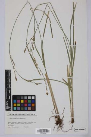 Carex canariensis Kük.