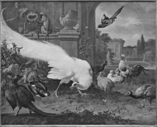 Der weiße Pfau