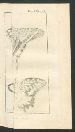Tafel: Les Papillons de jour.