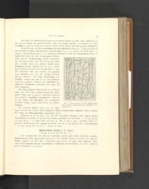 Aphrocallistes beatrix.