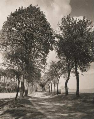 Landstraße in Mecklenburg : Mecklenburg. Eine von Obstbäumen gesäumte Allee