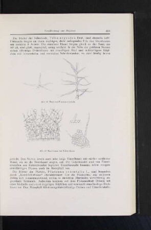 Abb. 11 Haare von Pöatanus orientalis Abb. 12 Haarformen von Rubus idaeus