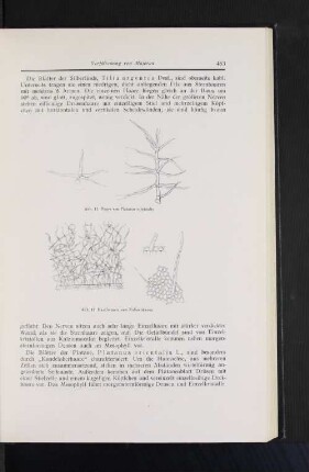 Abb. 11 Haare von Pöatanus orientalis Abb. 12 Haarformen von Rubus idaeus