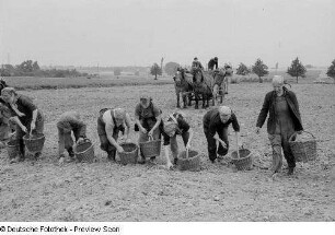 Frauen während der Kartoffelernte