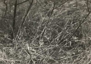 Weißsterniges Blaukehlchen (Luscinia svecica L.), Männchen am Boden