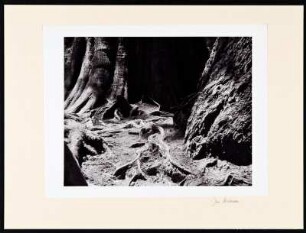Mammutbaum-Wurzeln (vielleicht von Bäumen des Redwood National Parks in Californien?)