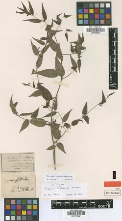 Sebastiania corniculata Müll.Arg.