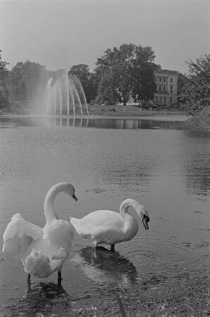 Schwäne auf einem See im Agra-Park, im Hintergrund das Weiße Haus