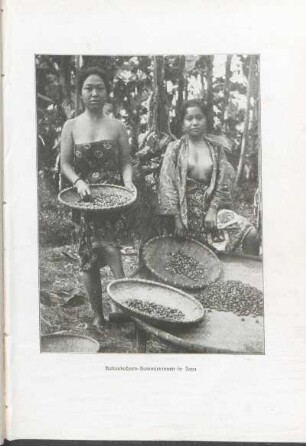Kakaobohnen-Sammlerinnen in Java