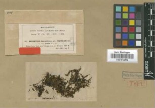 Macromitrium fasciculare Mitt. var. M.Fleisch. javanese[type]
