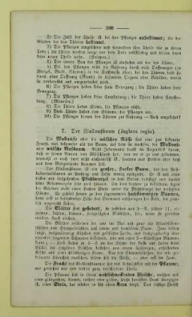 7. Der Wallnußbaum (Juglans regia)