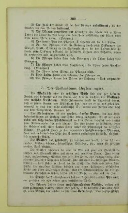 7. Der Wallnußbaum (Juglans regia)