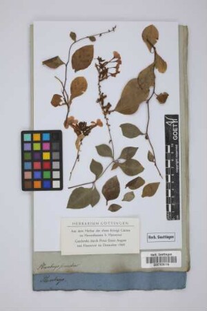 Plumbago scandens