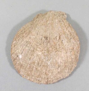 Muschelschale